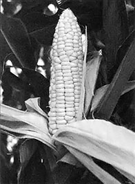 In a new, warmer climate, our vast corn fields may have to give way to rice or grapes.
